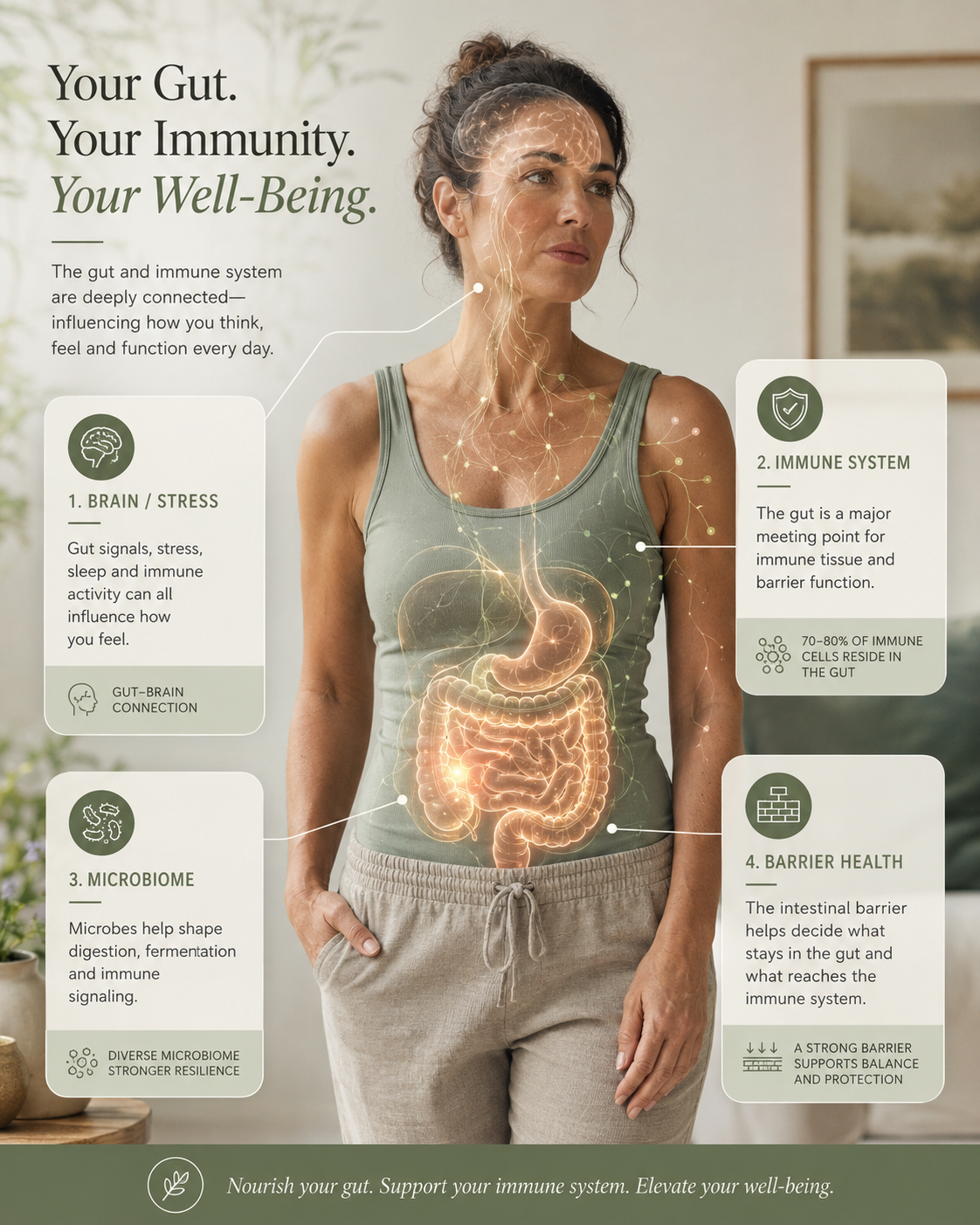 Autoimmune concerns and gut health educational infographic showing microbiome, intestinal barrier, immune system and brain-stress connections