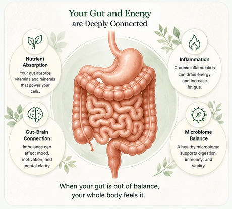 Illustration connecting digestion, nutrient absorption, gut-brain signaling, inflammation, the microbiome and energy