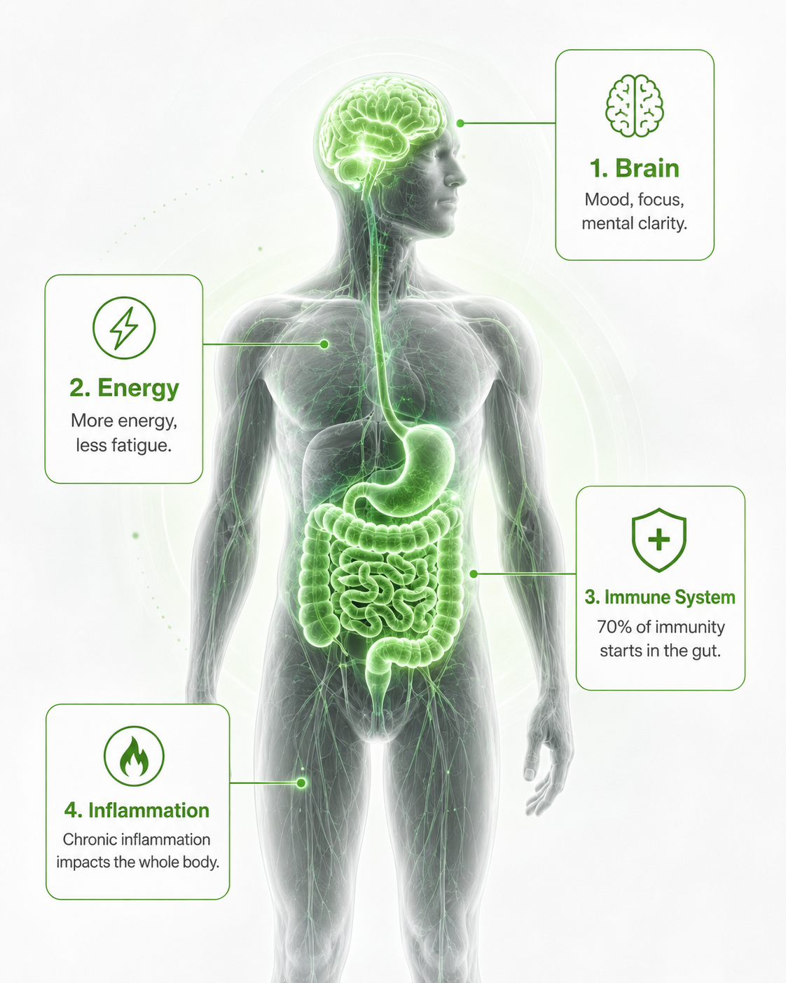 Illustration showing connections between gut health, the brain, energy, immune system, and inflammation