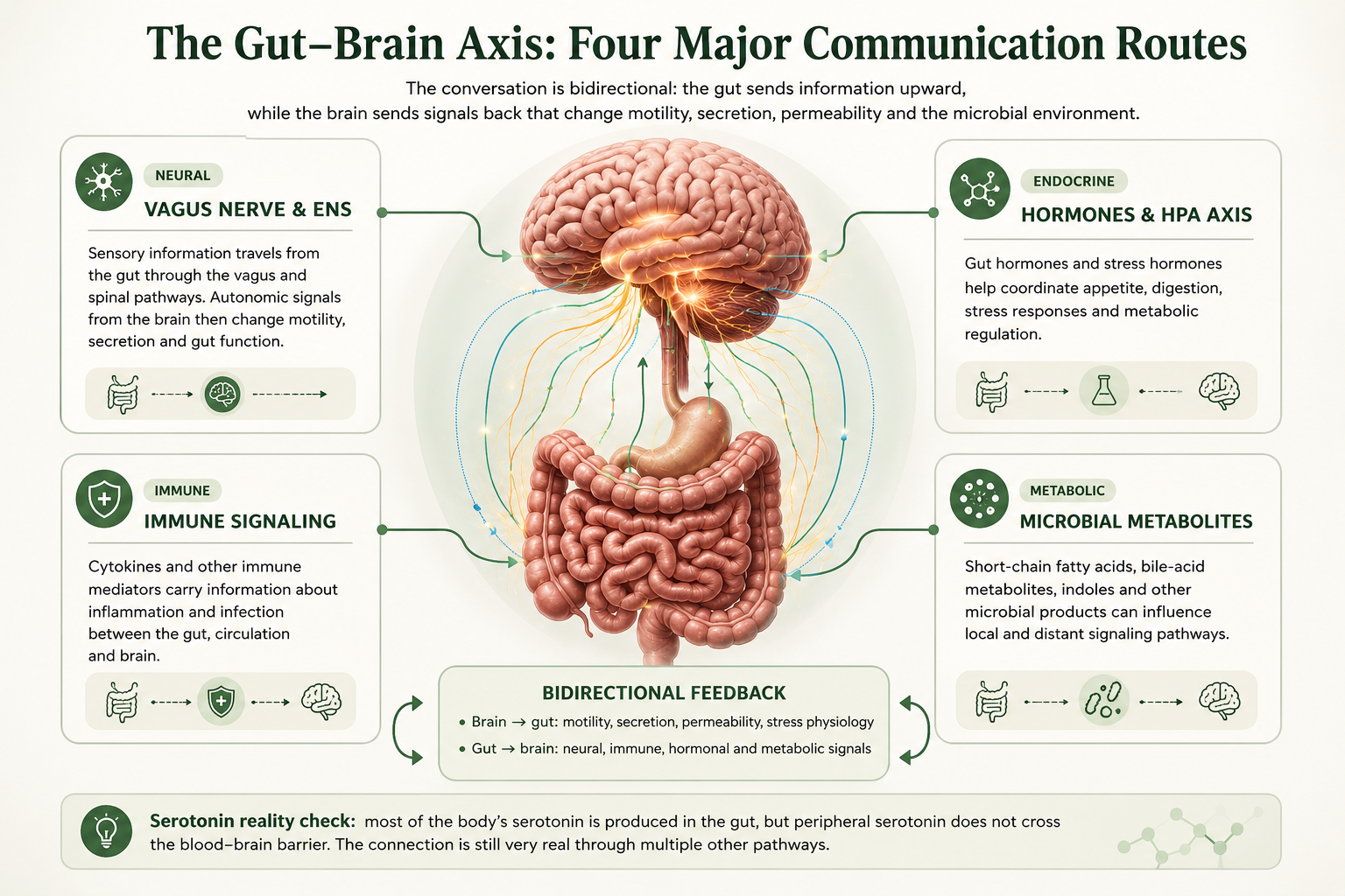Infographic explaining vagus nerve, immune, hormonal and microbial metabolite pathways in gut-brain communication
