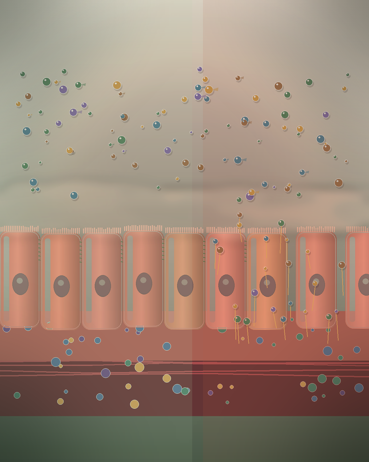 Medical-style illustration of the intestinal lining showing an intact barrier transitioning into increased intestinal permeability