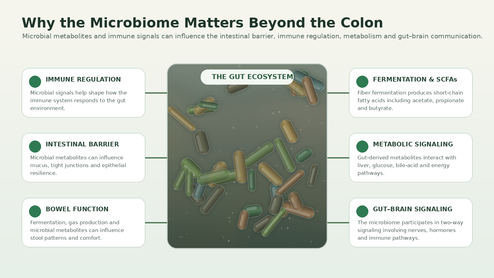 Infographic showing how gut microbiome activity connects with immune regulation, intestinal barrier, bowel function, metabolism, fermentation and gut-brain signaling