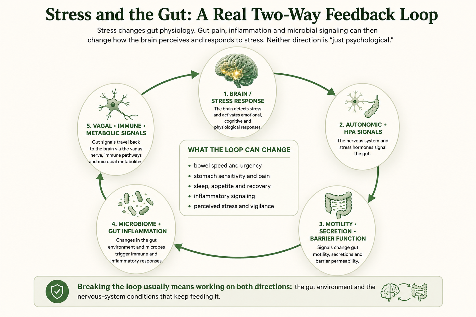 Infographic showing the two-way feedback loop between stress physiology, gut motility, intestinal barrier, microbiome and brain signaling
